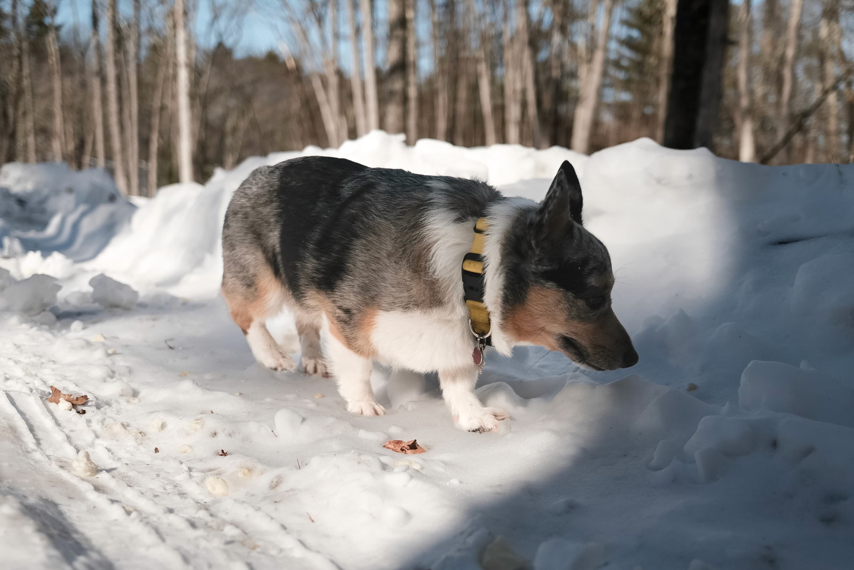 Cabin construction progress — February 13, 2026