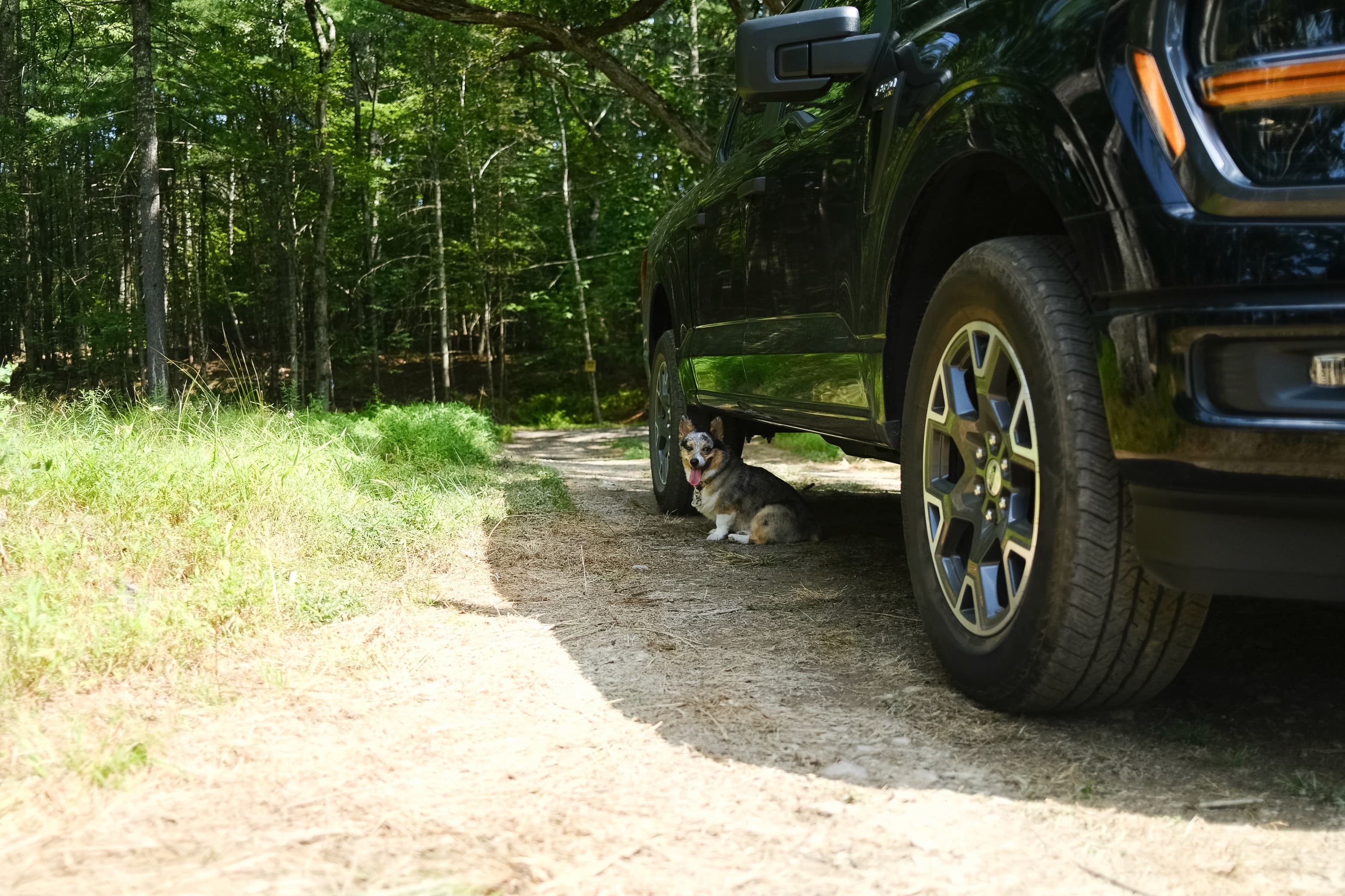 Bandit the corgi resting in shade under a truck in the Catskill woods