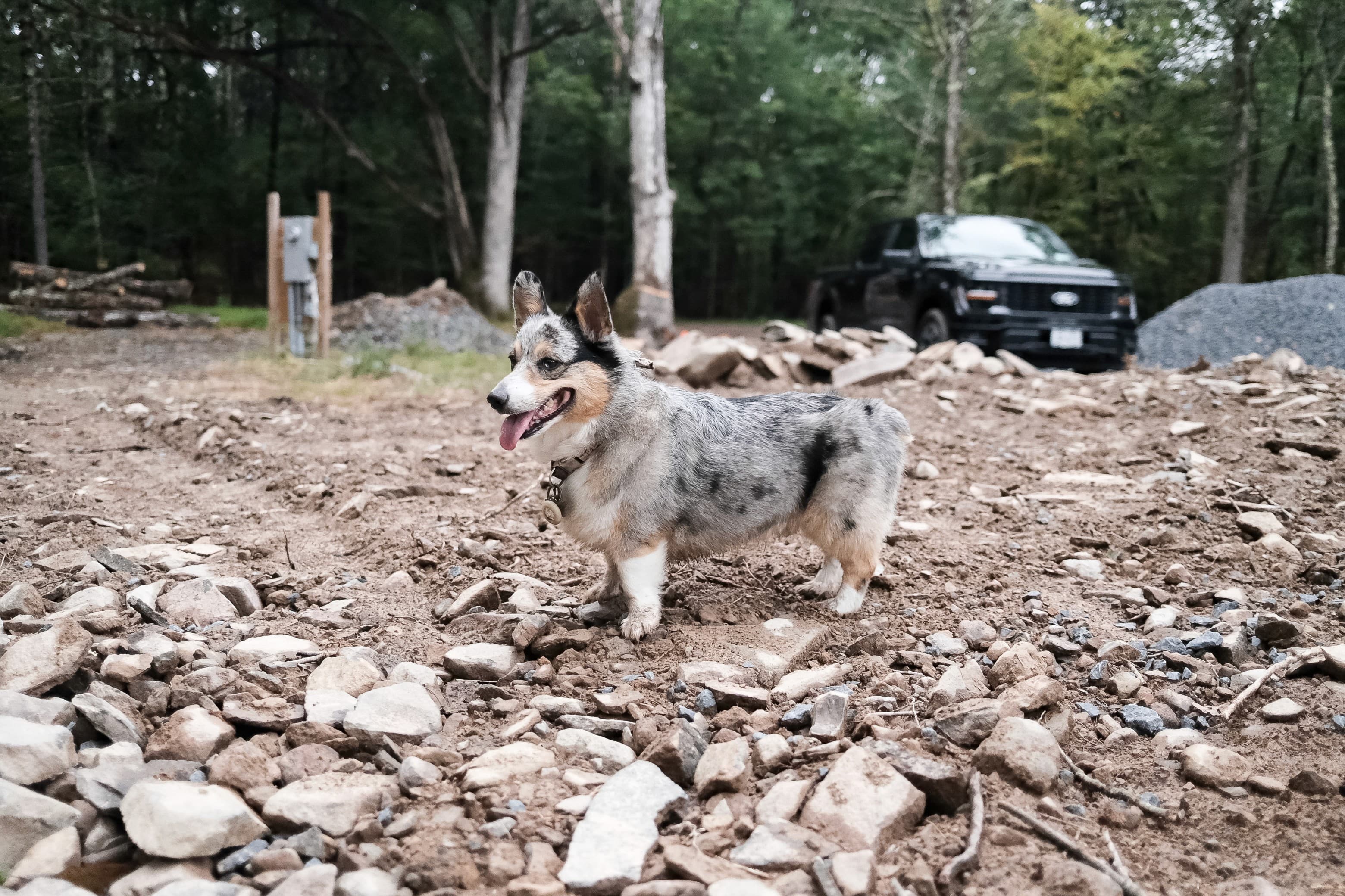 Bandit the corgi exploring the cabin construction site