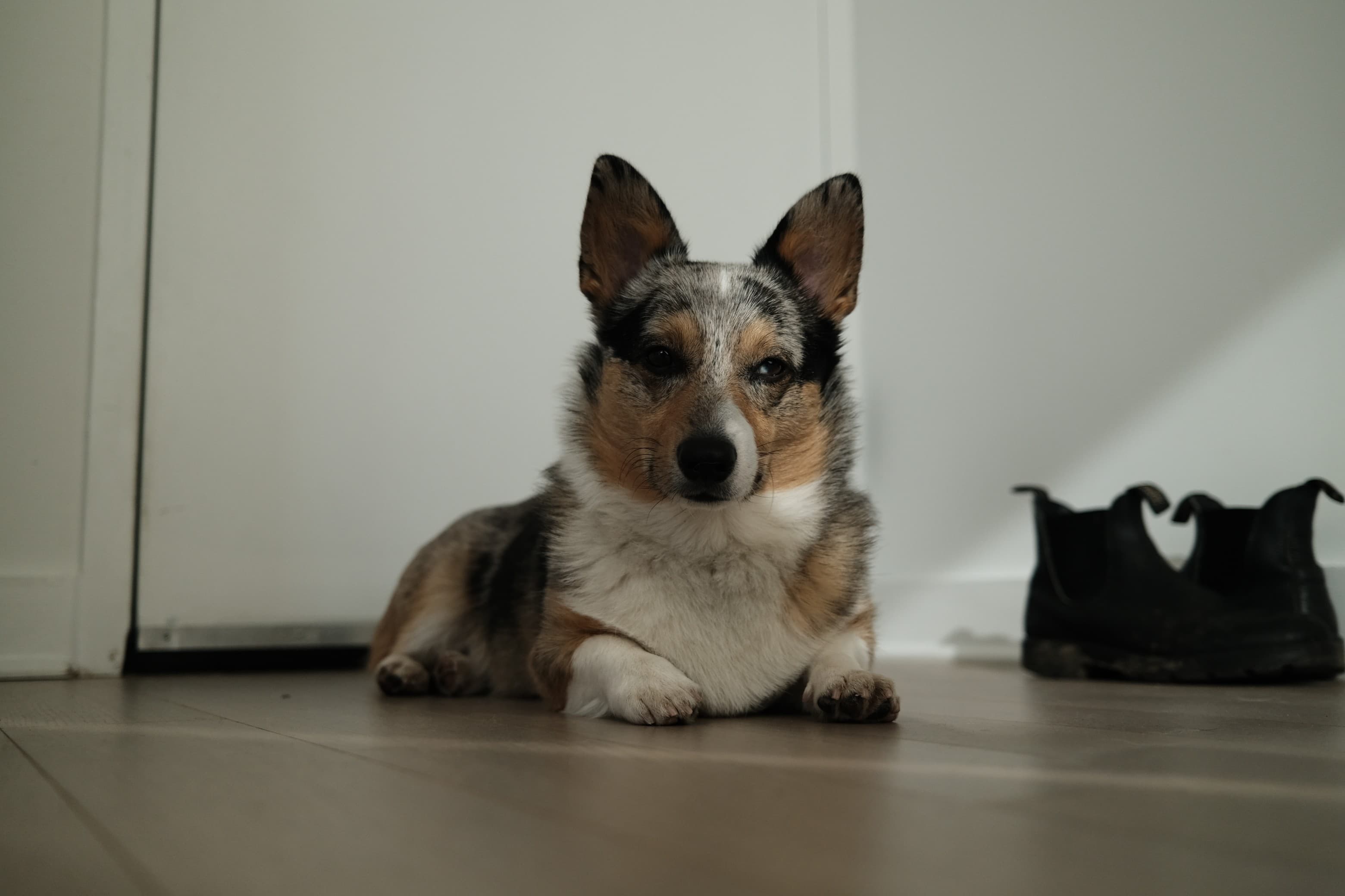 Bandit the corgi lying by the front door at home